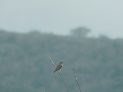 Sporophila peruviana