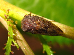 Machaerotypus sibiricus