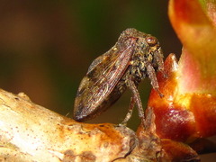 Machaerotypus sibiricus