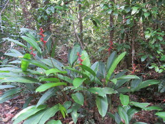 Heliconia richardiana