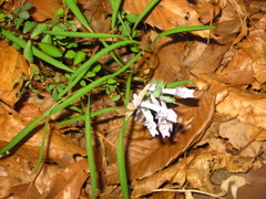 Corydalis turtschaninovii