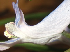 Corydalis turtschaninovii