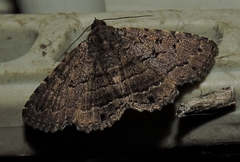 Diatenes aglossoides