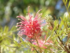 Magnoliopsida