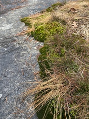 Bulbostylis capillaris