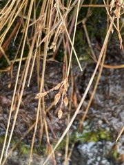 Bulbostylis capillaris