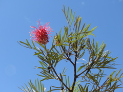 Magnoliopsida