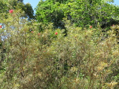 Magnoliopsida