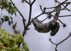 Bradypus variegatus