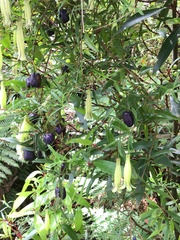 Billardiera macrantha
