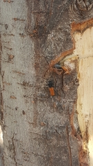 Tragidion coquus