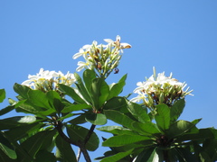 Himatanthus bracteatus
