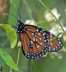 Danaus eresimus plexaure