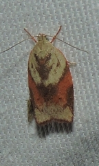 Euchaetis crypsichroa