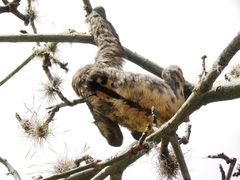 Bradypus variegatus