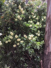 Melaleuca pallida