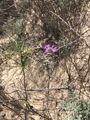 Monardella undulata