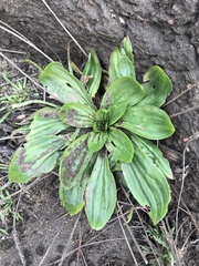 Plantago subnuda