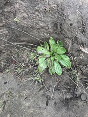 Plantago subnuda