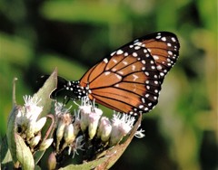 Danaus eresimus plexaure