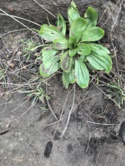 Plantago subnuda