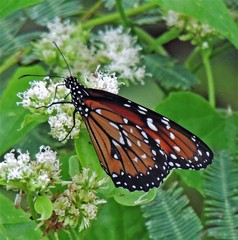Danaus eresimus plexaure