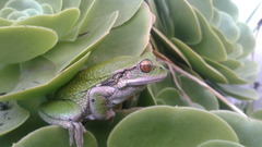 Gastrotheca pseustes