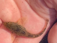 Cottus aleuticus