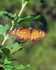 Danaus eresimus plexaure