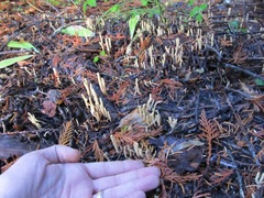 Clavariadelphus sachalinensis