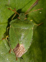 Palomena prasina