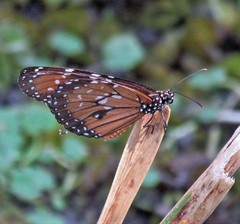 Danaus eresimus plexaure