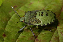Palomena prasina