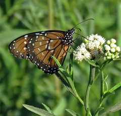Danaus eresimus plexaure