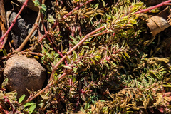 Euphorbia maculata