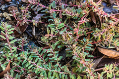 Euphorbia maculata