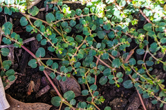 Euphorbia serpens