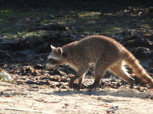 Pygmy Raccoon