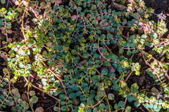 Euphorbia serpens