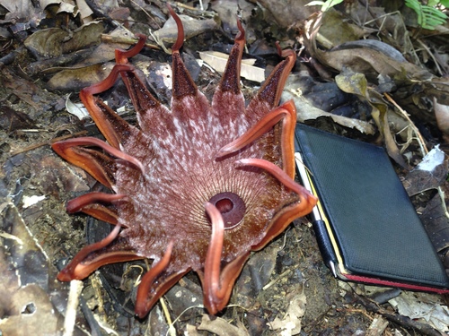 Image of Rhizanthes Lowii (Rhizanthes lowii) by (c) Jiro Iguchi, some rights reserved (CC BY)