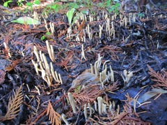 Clavariadelphus sachalinensis