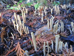 Clavariadelphus sachalinensis