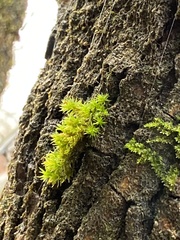 Orthotrichum keeverae