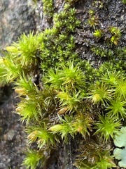 Orthotrichum keeverae