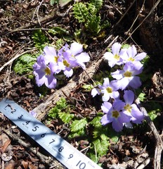 Primula deuteronana