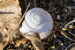 Helminthoglypta tudiculata