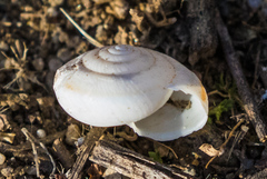 Helminthoglypta tudiculata
