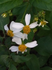 Bidens alba