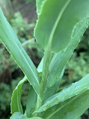 Senecio latifolius