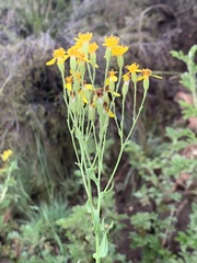 Senecio latifolius